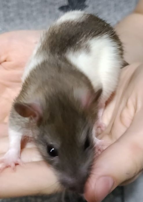 Отдам крыс бесплатно