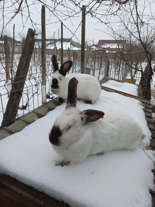 Uriaș de Transilvania.