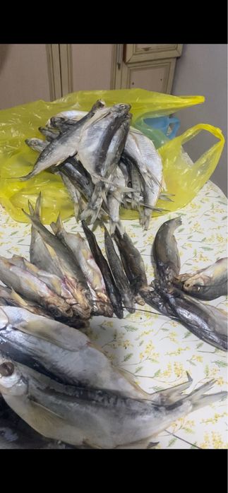 Чехня чехон балығы рыбы