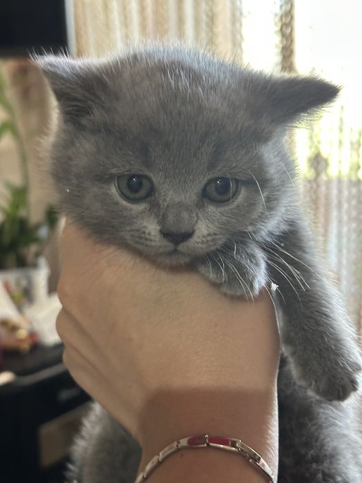 Продам котят шотландцев