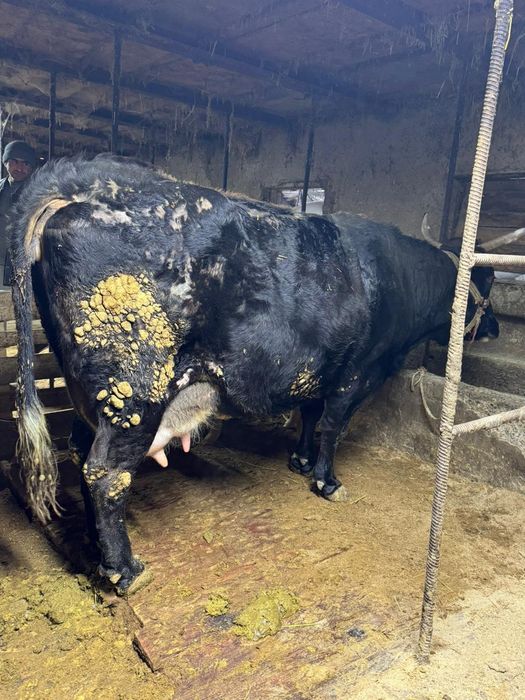 Карова из фермы продам