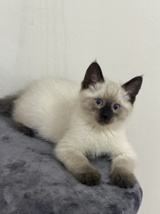 продам котят, отец рэгдолл, мама Каскеленская дива