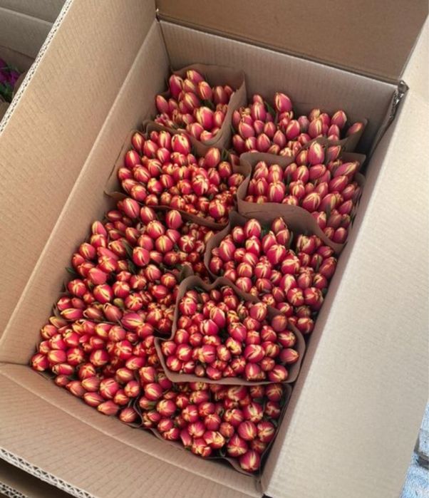 Тюльпан ОПТОМ предзаказ