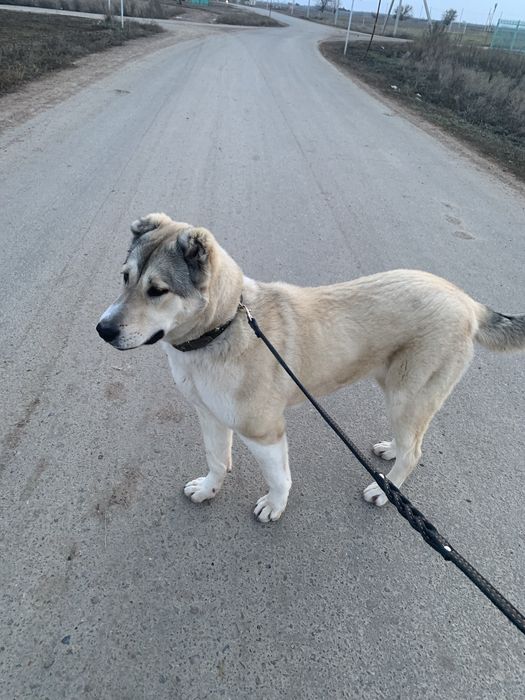 Продам собаку (девочка)