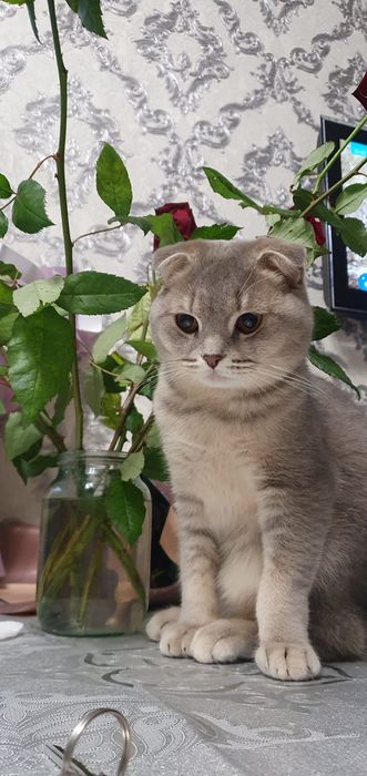 Котенок чистокровный британец