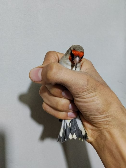 Norchi savala sotiladi