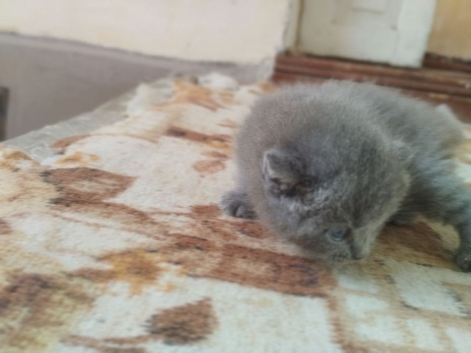 Kelishilgan naxrda beriladi