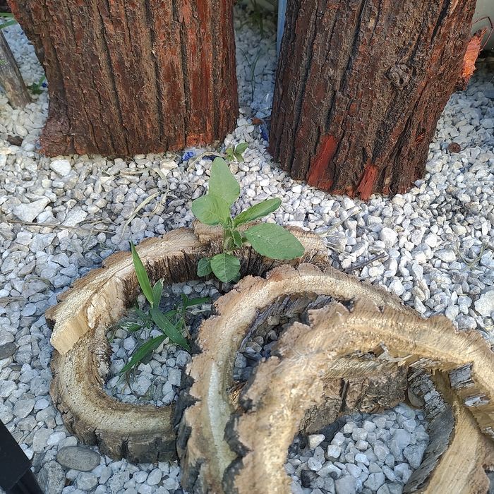 Decorațiune pentru grădina