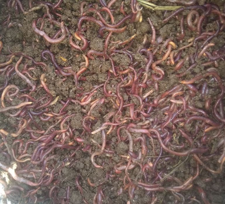 Kaliforniya chuvalchangi Kg Xisobida
