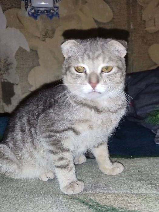 Котейка 3,5 месяца