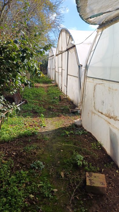 Оранжерия-Асеноградска