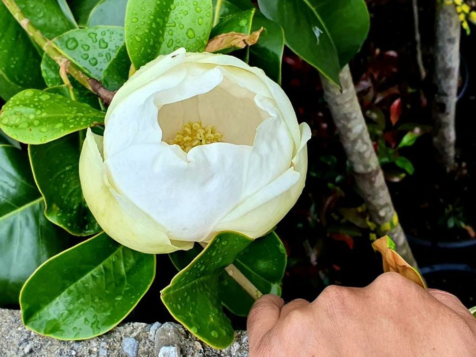 Maslin, palmieri, magnolia grandiflora, forme plante