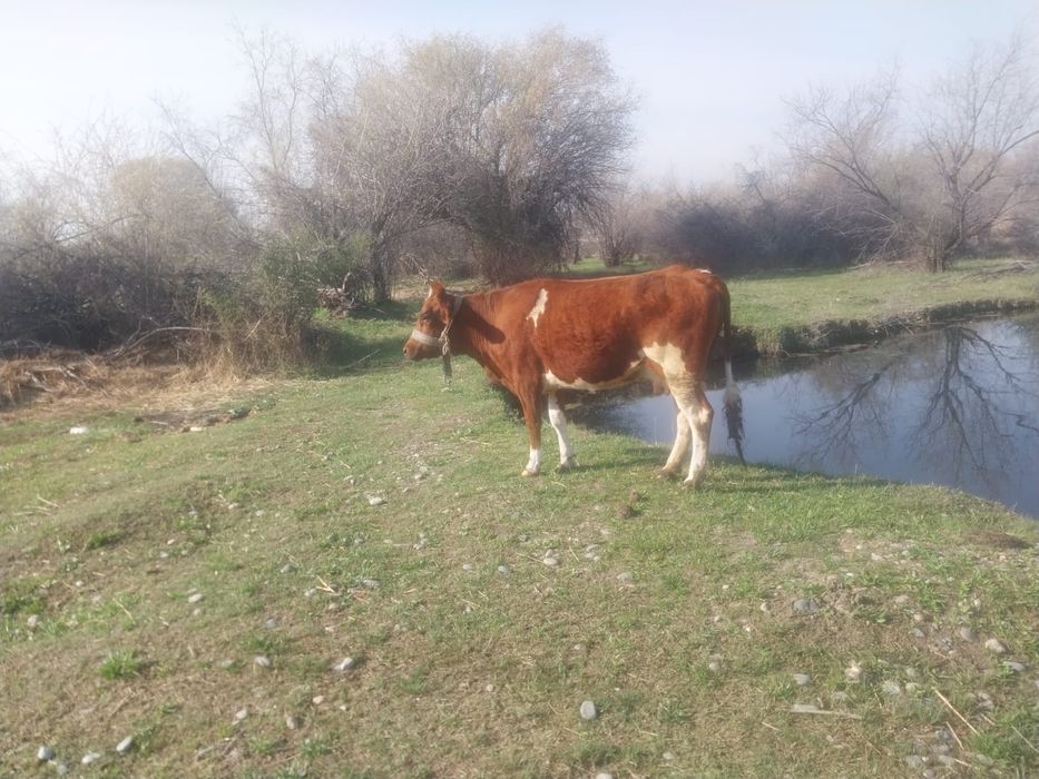 Сиыр сатылады 3жасар