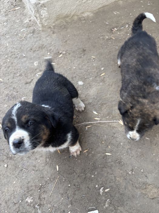 Тобет күшіктер сатылады 1,5айлық