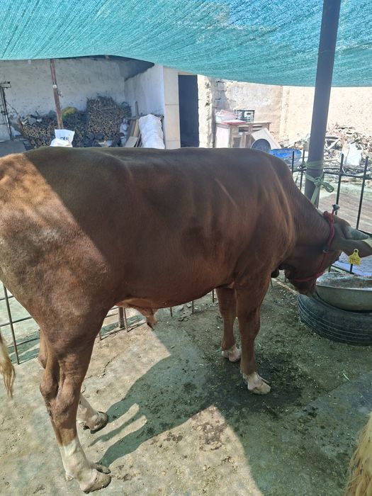 Buqalar sotiladi