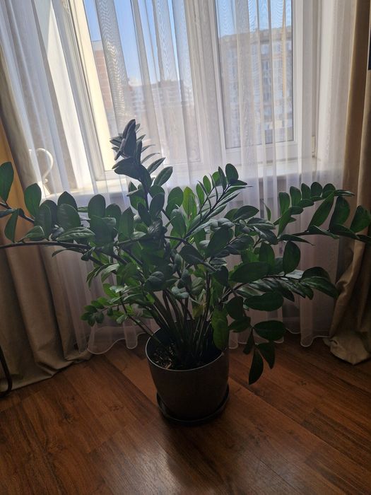 Продам замиокулькас