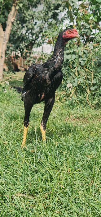 Дакан жужалар апрель 26 шамо