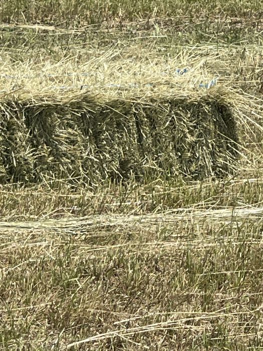 Baloti lucerna ecologica