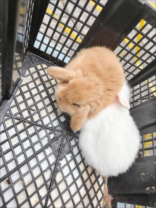 O‘yinchoq unutiladi, quyon unutilmaydi