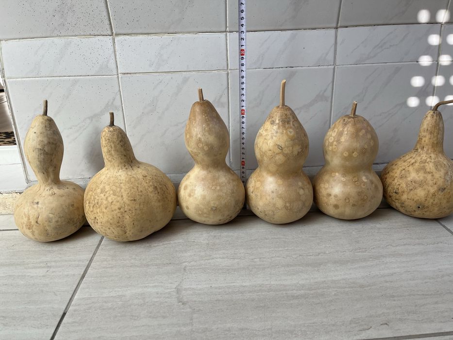 Декоративни тиквички и кратуни