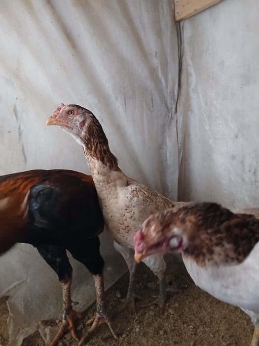 Дакан тауықтар сатылады