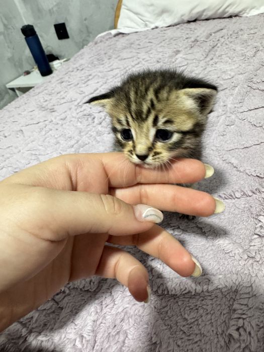 Котёнок вислоухий