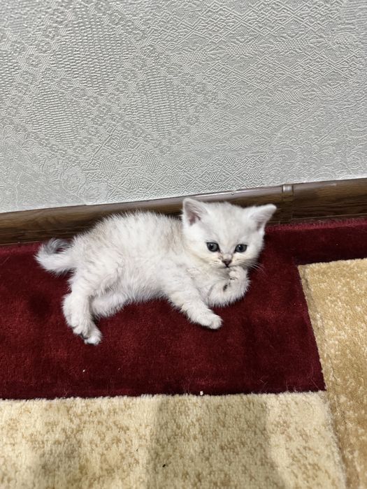 Шиншилла сотилади