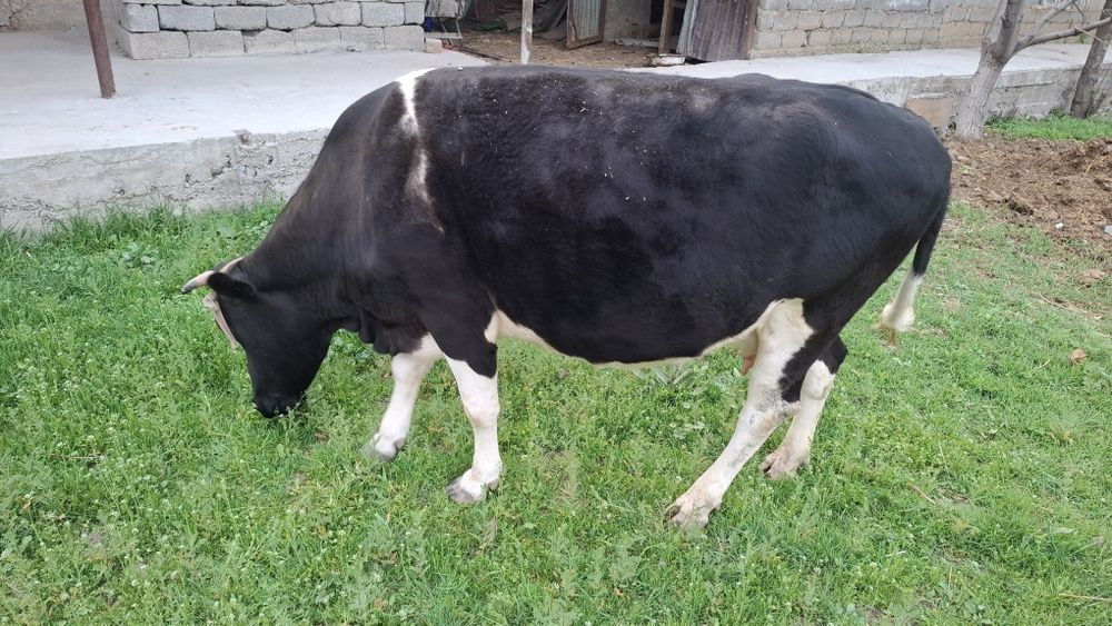 Буаз сиыр сатылады