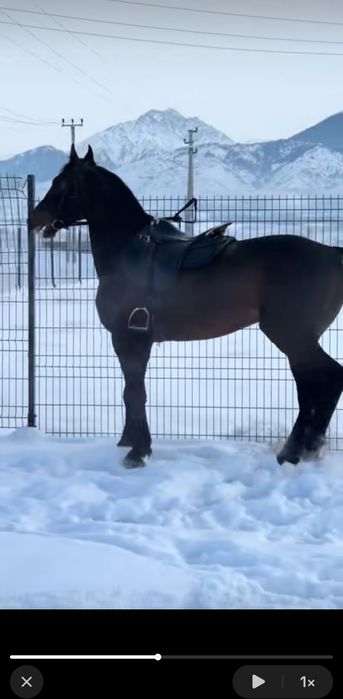 Продам кавалерийское седло новое