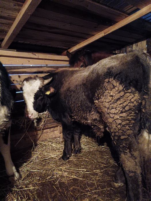 Vând doua junele gestante și un taur