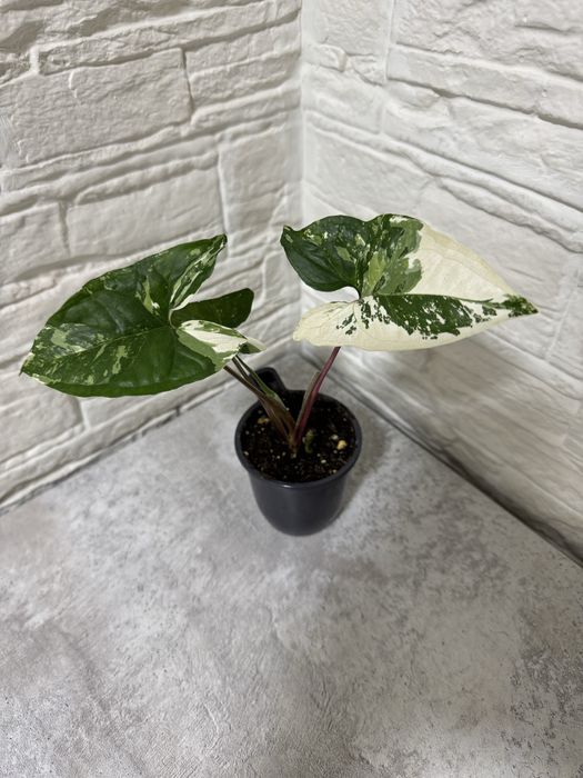 Продаю комнатные цветы.