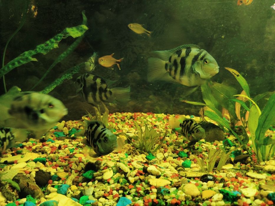 Продам 15 рыб (попугаи серого оттенка)