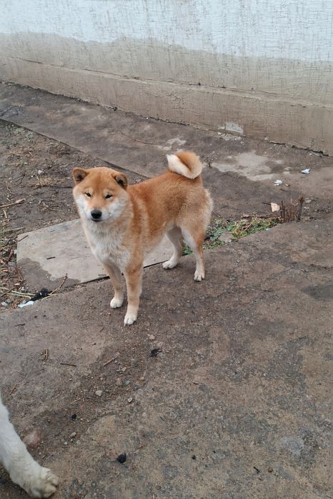 Сиба-ину мальчик