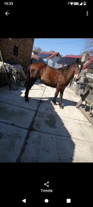 Vând manz și 2 iepe