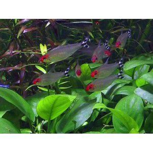 Родостомус — красноносая тетра