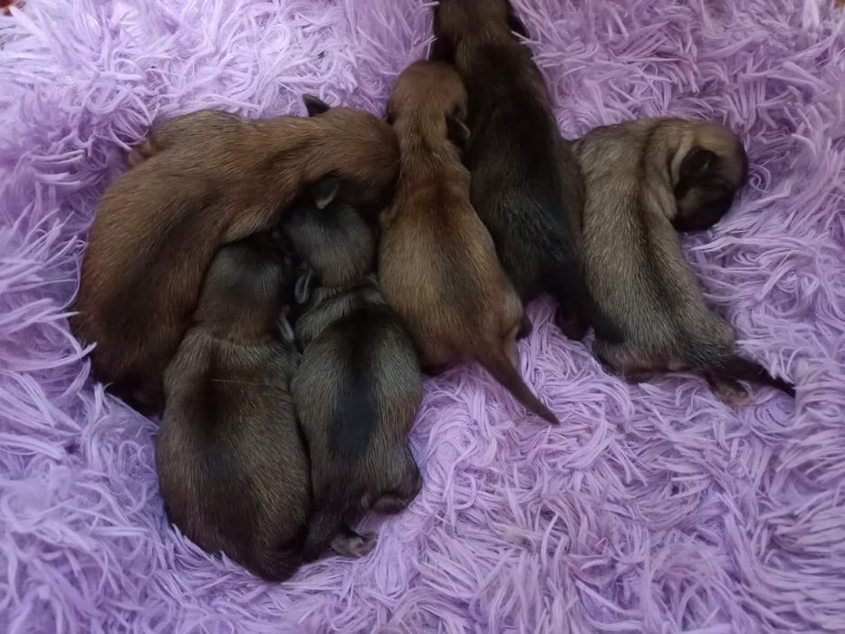 Щенки Пекинеса бронь