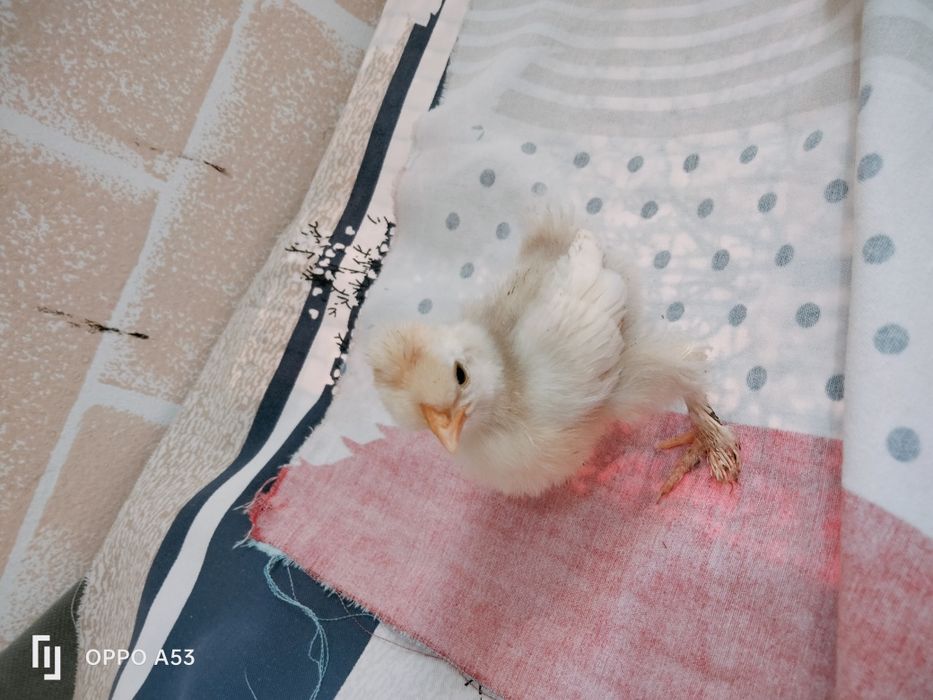 Продам цыплят карлик японский