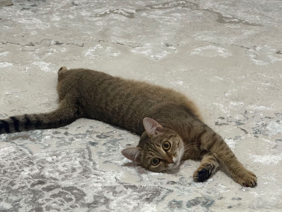 Домашняя кошка в добрые руки