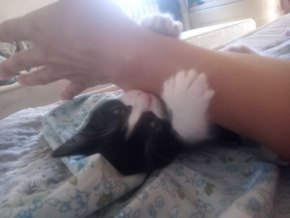 Отдается котенок
