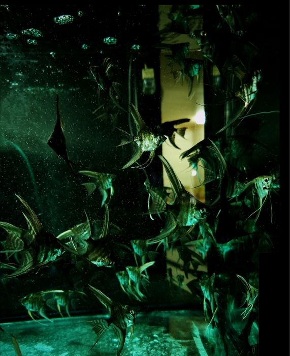 Мраморные скалярии