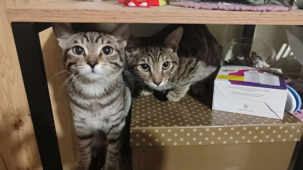 Котята в любящую семью