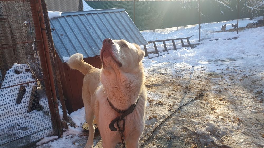 Продам кабеля боицовых кровей