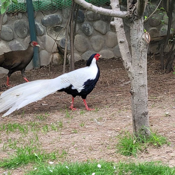 Продаютьс фазаны серебряные