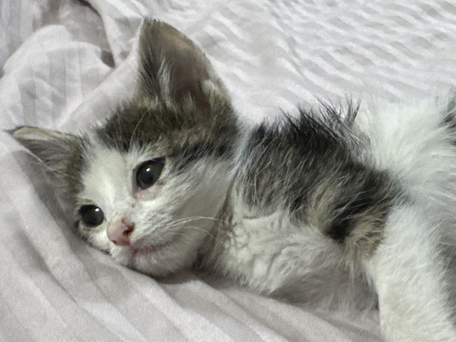 Котенок отдам даром