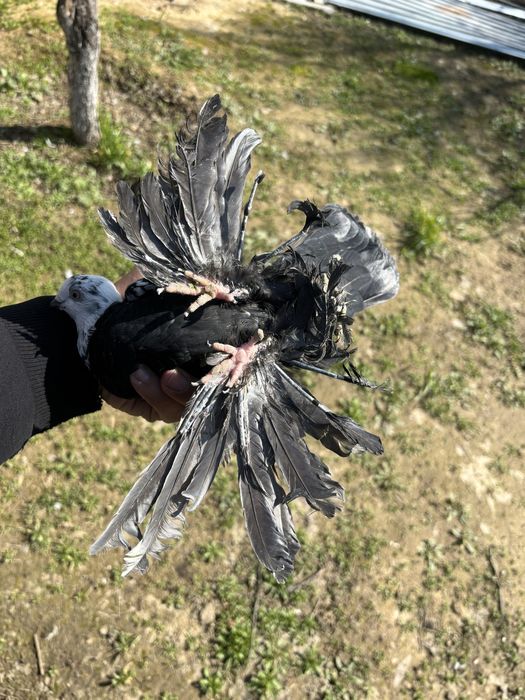 Голуби гульсар самка