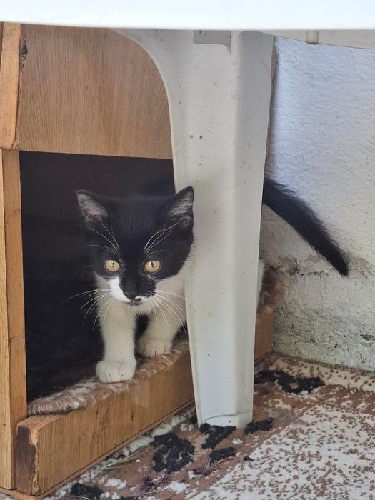 Спешно подарявам мъжко коте