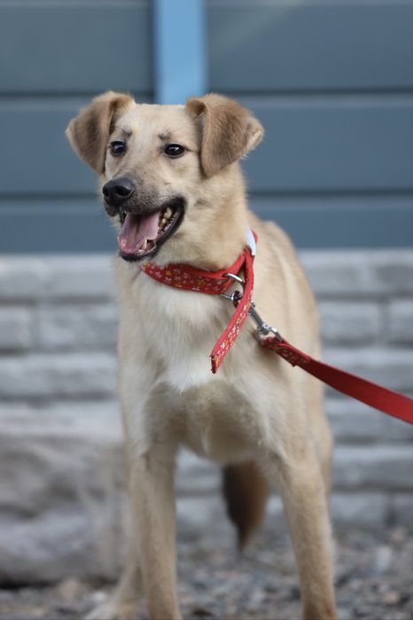 Милый Май, 11 мес., в поисках семьи