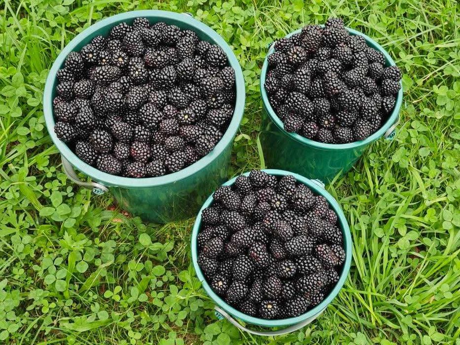 Mure de vânzare proaspătă!