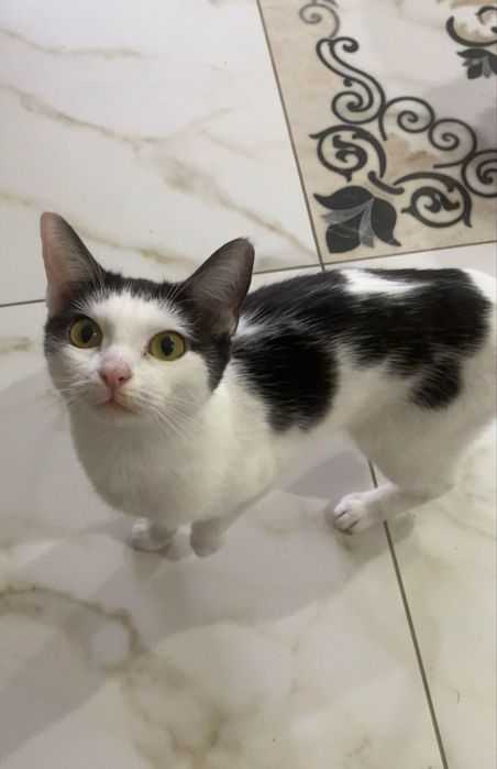Отдадим наших кошечек
