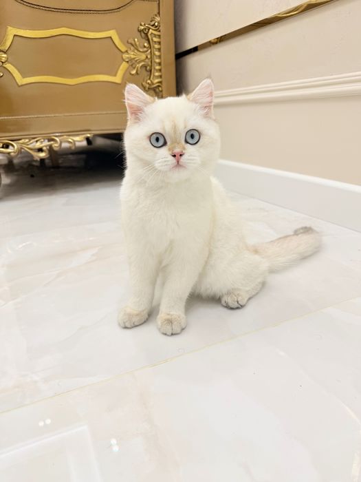 Короткошёрстная белая шиншилла